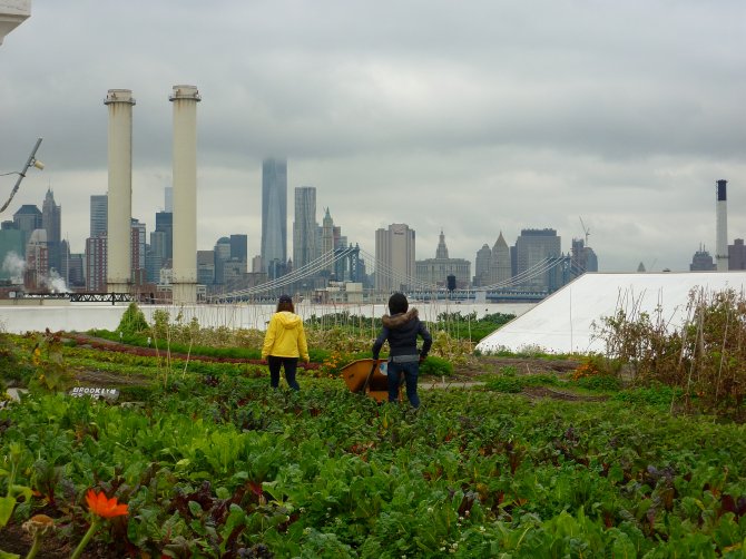 Winning picture: ‘Brooklyn Grange Rooftop Farm’. Photo: Rosanne Wielemaker 