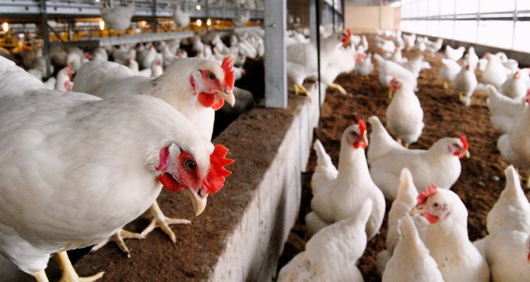 Wat is vogelgriep, vogelpest, aviaire influenza