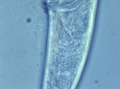 Axonolaimus: small tail setae posterior to cloaca 