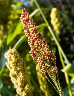 Quinoaplant - WUR researchers hebben quinoa ontwikkeld die  op zoute grond kan groeien