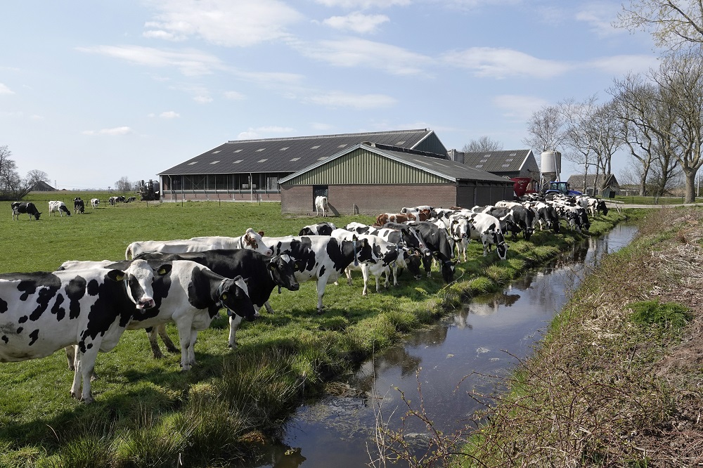 PHOTO ANP / FRED HOOGERVORST  | Agriculture contributes to the failure to achieve the goals of the Water Framework Directive, mainly due to the leaching of fertilisers and pesticides
