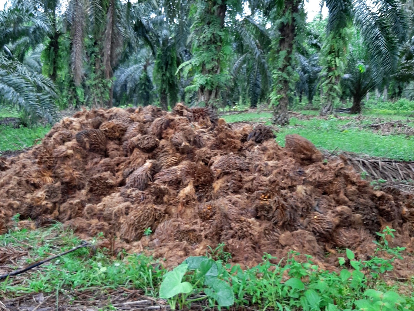 use of oil palm residues as fertiliser 