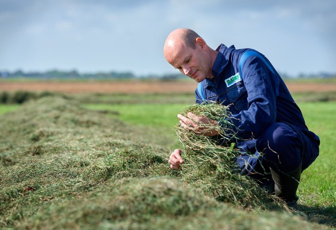 Onderzoeker André Bannink bestudeert de samenstelling van vers gemaaid gras. Stengelig gras vormt meer methaan dan bladrijk gras.