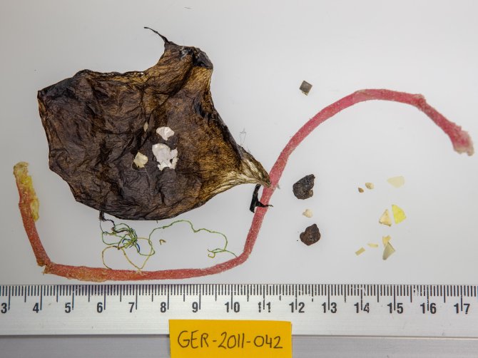 Alongside a number of unidentified bits of plastic, threads and sheets, the stomach of fulmar GER-2011-042 contained a ±20cm long detonation cord.