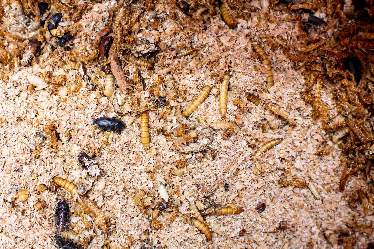 Meelwormen zijn een van de insectensoorten die het meest worden gekweekt voor dierlijke en menselijke consumptie. 