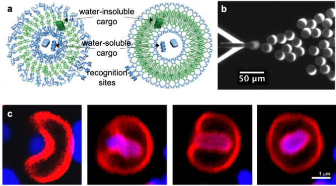 Figure 1. (a) Schematics showing the structure of polymersomes (left) and dendrimersomes (right)[2]. (b) Fluorescence image showing the OLA technique1. (c) A flexible dendrimersome engulfing a bacterium [3].