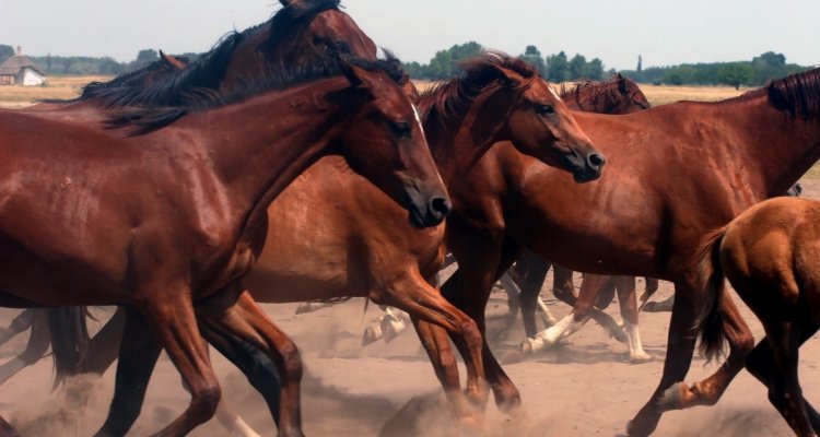 Afrikaanse paardenpest