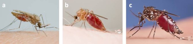 (a) malariamuggen (Anopheles geslacht), (b) huissteekmuggen (Culex geslacht) en (c) moerassteekmuggen (Aedes geslacht). Foto's: Hans Smid, bugsinthepicture.com