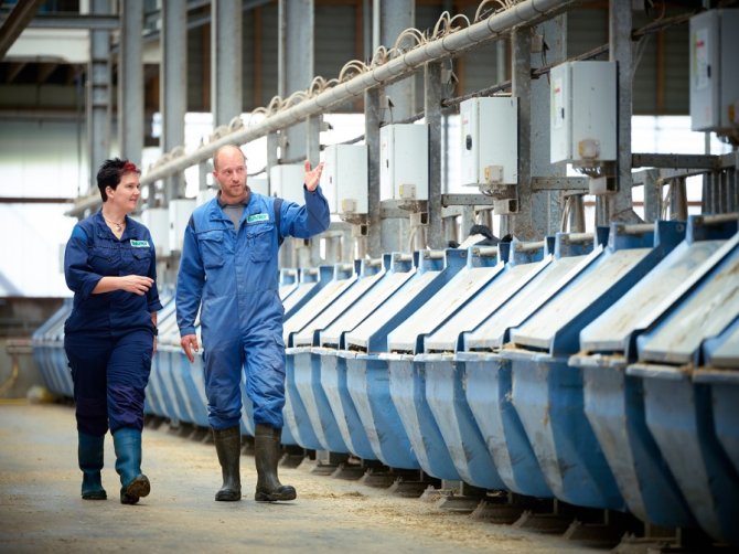 At Dairy Campus, researchers measure methane emissions in special feeding troughs.