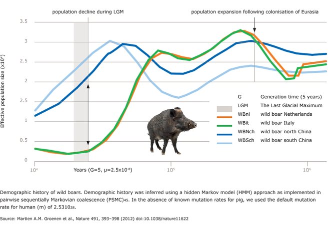 The figure clearly shows that the wild boar populations in Europe and Asia declined as a result of the climate change during the last ice age. This decline was much more severe in the European wild boar.