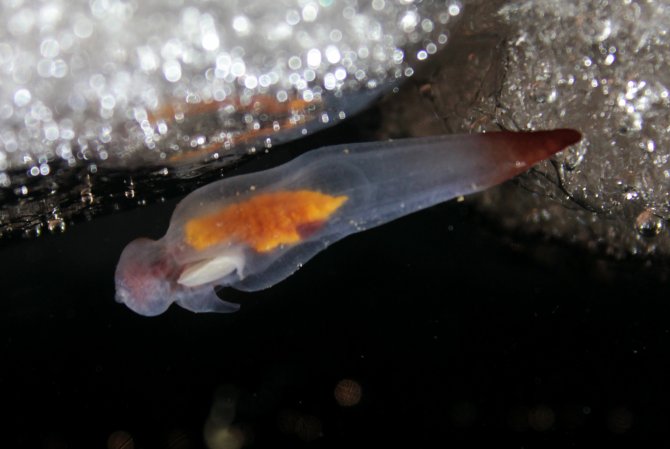 During Antarctic expeditions, researchers work with the SUIT ice net (Surface and Under Ice Trawl). With this gear, the top layer of the water under ice can be examined. This way, the Antarctic krill under the ice can be studied, among which this limpet (clione limacina) (© Hauke Flores).
