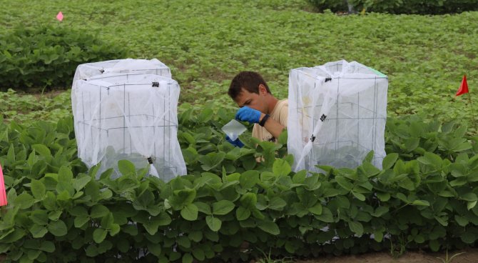 Miguel Calvo Agudo collecting honeydew from soybean fields in Minnesota